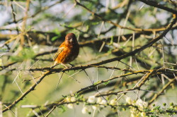 Passer, eminibey, Chestnut, Sparrow, Africa, Kenya