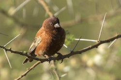 Passer, eminibey, Chestnut, Sparrow, Africa, Kenya