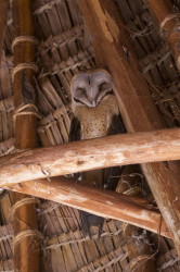 Tyto, alba, Barn, Owl, Africa, Kenya