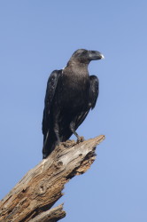Corvus, albicollis, White-necked, Raven, Africa, Kenya