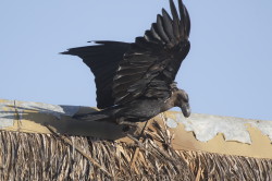 Corvus, albicollis, White-necked, Raven, Africa, Kenya