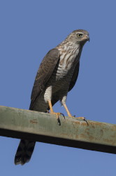 Accipiter, ovampensis, Ovambo, Sparrowhawk, Africa, Kenya