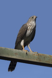 Accipiter, ovampensis, Ovambo, Sparrowhawk, Africa, Kenya