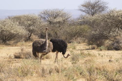 Stru, czerwonoskry, Struthio, camelus, Afryka, Kenia, ptaki
