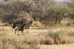 Struthio, camelus, Common, Ostrich, Africa, Kenya