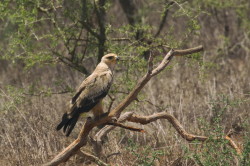 Aquila, rapax, Tawny, Eagle, Africa, Kenya