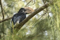 Bycanistes, brevis, Silvery-cheeked, Hornbill, Africa, Kenya