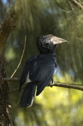 Bycanistes, brevis, Silvery-cheeked, Hornbill, Africa, Kenya