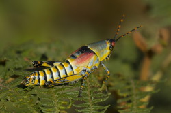 Zonocerus, elegans, Elegant, Grasshopper, Africa, Kenya, orthoptera