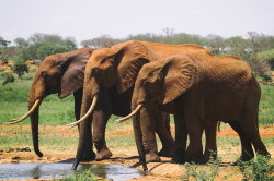 Loxodonta, africana, African, bush, elephant, Africa, Kenya