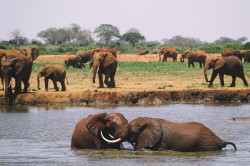 Loxodonta, africana, African, bush, elephant, Africa, Kenya