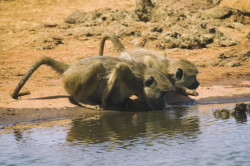 Papio, cynocephalus, Yellow, Baboon, Africa, Kenya