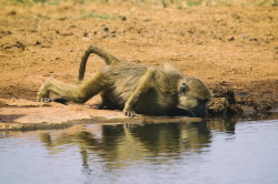 Papio, cynocephalus, Yellow, Baboon, Africa, Kenya