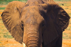 Loxodonta, africana, African, bush, elephant, Africa, Kenya