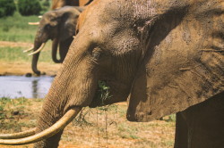 Loxodonta, africana, African, bush, elephant, Africa, Kenya