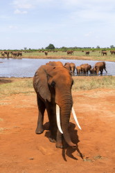 So, afrykaski, Loxodonta, africana, Afryka, Kenia, ssaki