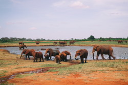 Loxodonta, africana, African, bush, elephant, Africa, Kenya