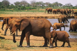 Loxodonta, africana, African, bush, elephant, Africa, Kenya