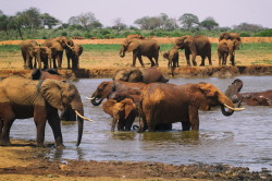 Loxodonta, africana, African, bush, elephant, Africa, Kenya