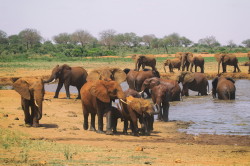 Loxodonta, africana, African, bush, elephant, Africa, Kenya