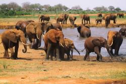 Loxodonta, africana, African, bush, elephant, Africa, Kenya