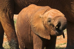 Loxodonta, africana, African, bush, elephant, Africa, Kenya