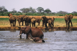 Loxodonta, africana, African, bush, elephant, Africa, Kenya