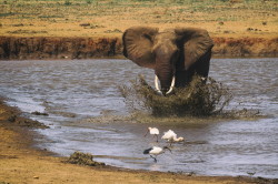 Loxodonta, africana, African, bush, elephant, Africa, Kenya