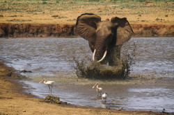 Loxodonta, africana, African, bush, elephant, Africa, Kenya