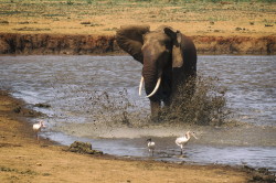 Loxodonta, africana, African, bush, elephant, Africa, Kenya