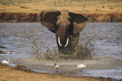 Loxodonta, africana, African, bush, elephant, Africa, Kenya