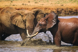 Loxodonta, africana, African, bush, elephant, Africa, Kenya