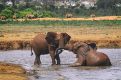 Loxodonta, africana, African, bush, elephant, Africa, Kenya