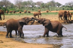 Loxodonta, africana, African, bush, elephant, Africa, Kenya