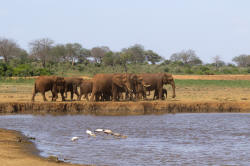 Loxodonta, africana, African, bush, elephant, Africa, Kenya