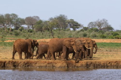 Loxodonta, africana, African, bush, elephant, Africa, Kenya