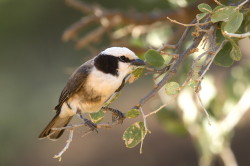 Eurocephalus, rueppelli, Northern, white-crowned, shrike, Africa, Kenya