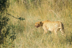 Gepard, Acinonyx, jubatus, Afryka, Kenia, ssaki