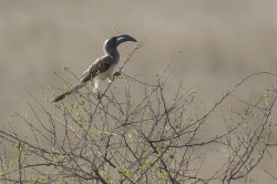 Tockus, nasutus, African, Grey, Hornbill, Africa, Kenya