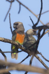 Poicephalus, rufiventris, African, Orange-bellied, Parrot, Africa, Kenya