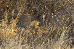 Dikdik, sawannowy, Madoqua, kirkii, Afryka, Kenia, ssaki