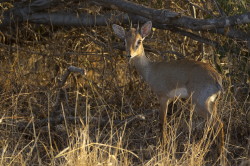 Dikdik, sawannowy, Madoqua, kirkii, Afryka, Kenia, ssaki