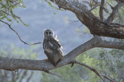 Bubo, lacteus, Verreaux's, Eagle-owl, Africa, Kenya