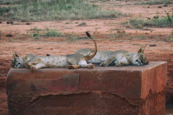 Panthera, leo, Lion, Africa, Kenya