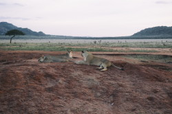 Lew, Panthera, leo, Afryka, Kenia, ssaki
