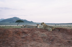 Lew, Panthera, leo, Afryka, Kenia, ssaki