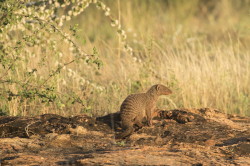 Mungos, mungo, Banded, mongoose, Africa, Kenya