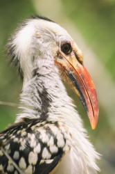 Tockus, erythrorhynchus, Red-billed, Hornbill, Africa, Kenya