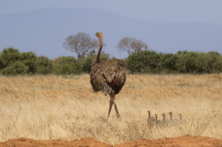 Struthio, molybdophanes, Somali, Ostrich, Africa, Kenya