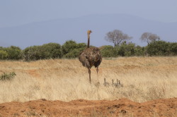 Struthio, molybdophanes, Somali, Ostrich, Africa, Kenya